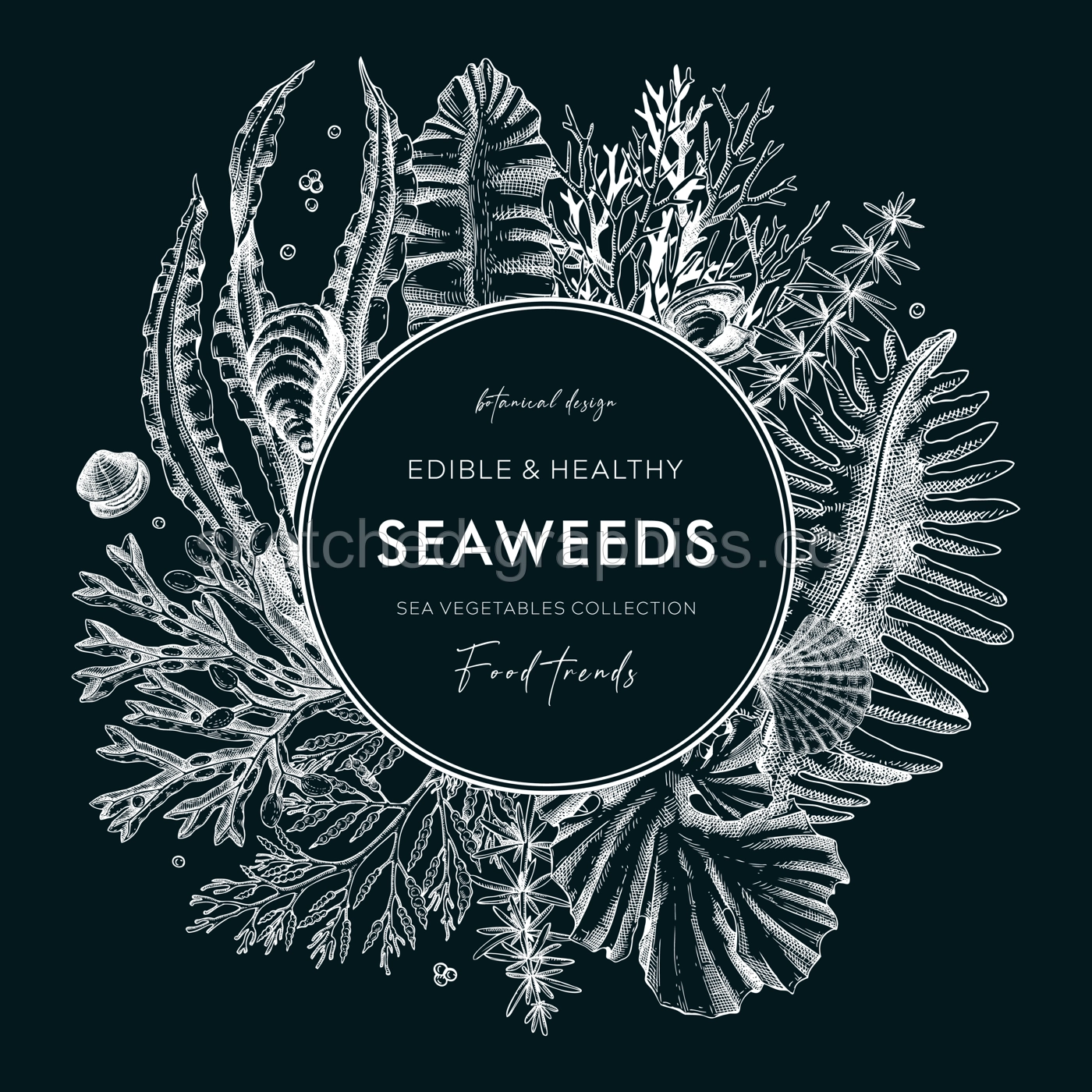 Seaweed vector card or invitation design. Edible algae vintage wreath with ogonori, wakame, kombu, hijiki, Irish moss drawings in sketch style. Underwater plant botanical illustration on chalkboard Illustration
